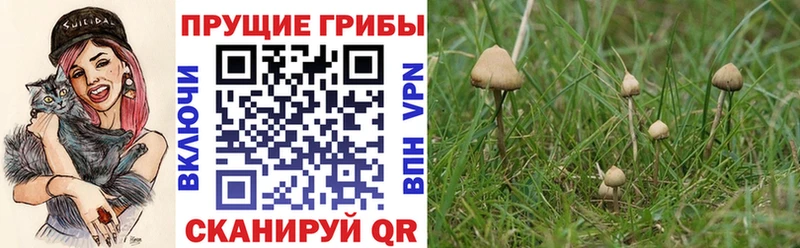 Галлюциногенные грибы Psilocybe  где купить наркотик  мориарти клад  Курчатов 